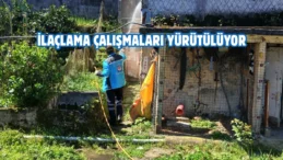 Trabzon’da kokarca böceğiyle mücadele çalışmaları başladı
