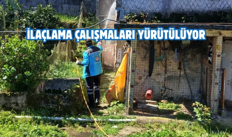 Trabzon’da kokarca böceğiyle mücadele çalışmaları başladı
