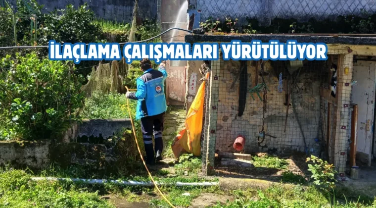 Trabzon’da kokarca böceğiyle mücadele çalışmaları başladı