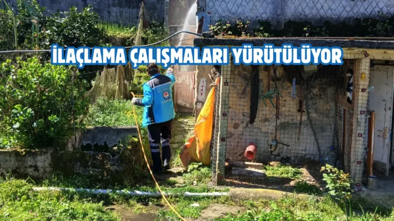 Trabzon’da kokarca böceğiyle mücadele çalışmaları başladı