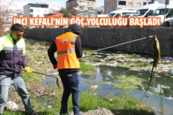 Van’da dere yatakları ve sahil bandı temizleniyor