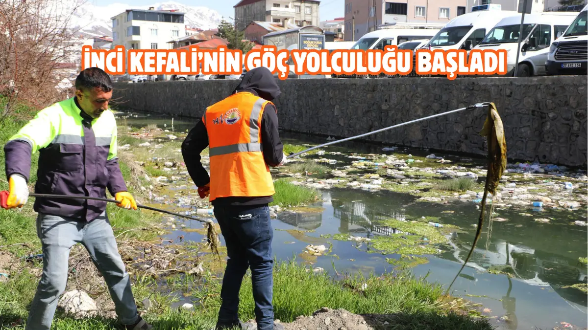 Van Büyükşehir Belediyesi, Van Gölü’nden tatlı sulara üremek için göç