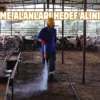 Antalya’da karasinekle mücadelede etkin ilaçlama