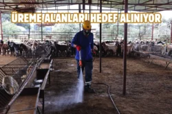 Antalya’da karasinekle mücadelede etkin ilaçlama