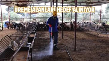 Antalya’da karasinekle mücadelede etkin ilaçlama