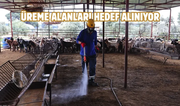 Antalya’da karasinekle mücadelede etkin ilaçlama