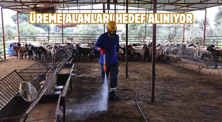 Antalya’da karasinekle mücadelede etkin ilaçlama