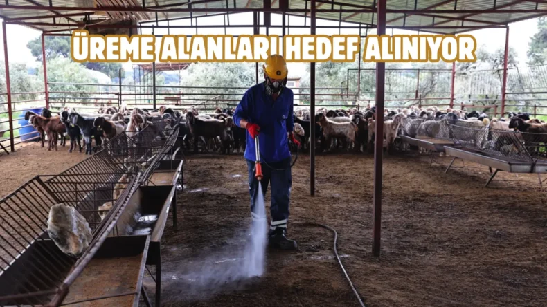 Antalya’da karasinekle mücadelede etkin ilaçlama