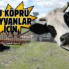 Ardahan’da besicilerin talebiyle hayvan köprüsü yapıldı
