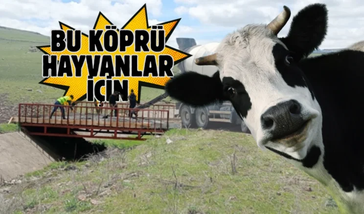 Ardahan’da besicilerin talebiyle hayvan köprüsü yapıldı