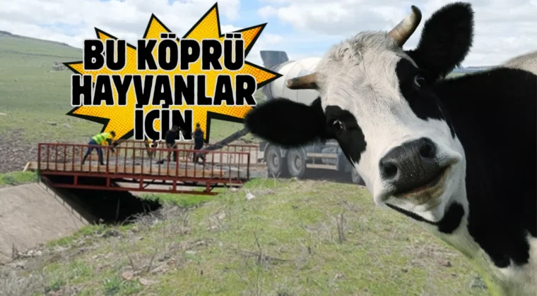 Ardahan’da besicilerin talebiyle hayvan köprüsü yapıldı