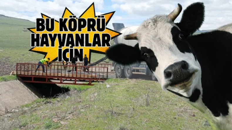 Ardahan’da besicilerin talebiyle hayvan köprüsü yapıldı