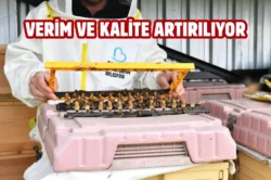 Balıkesir’de arıcıları sevindiren destek