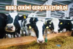Çorum’da kurban pazarı heyecanı: Padoklar belli oldu