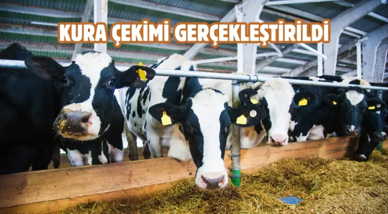 Çorum’da kurban pazarı heyecanı: Padoklar belli oldu