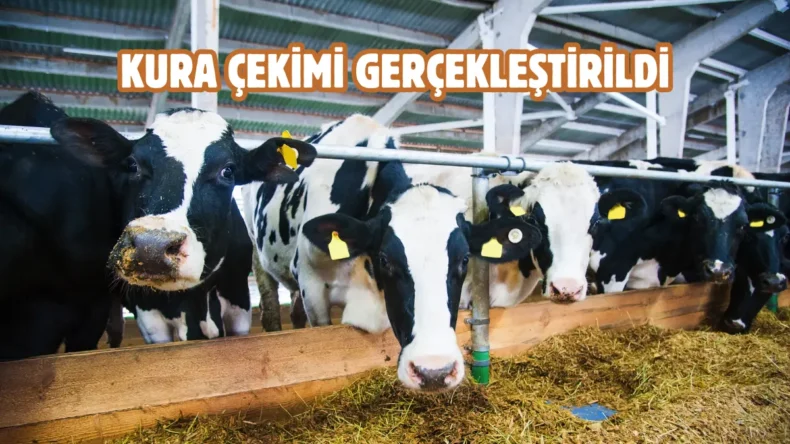 Çorum’da kurban pazarı heyecanı: Padoklar belli oldu