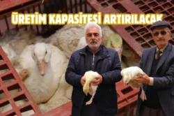 Samsun Büyükşehir’den üreticilere kaz desteği