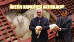 Samsun Büyükşehir’den üreticilere kaz desteği