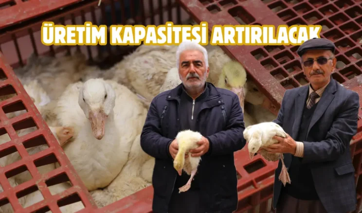 Samsun Büyükşehir’den üreticilere kaz desteği