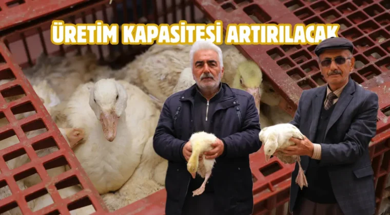 Samsun Büyükşehir’den üreticilere kaz desteği
