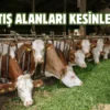 Sincan’da kurban satış yerleri kura ile belirlendi
