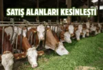 Sincan’da kurban satış yerleri kura ile belirlendi