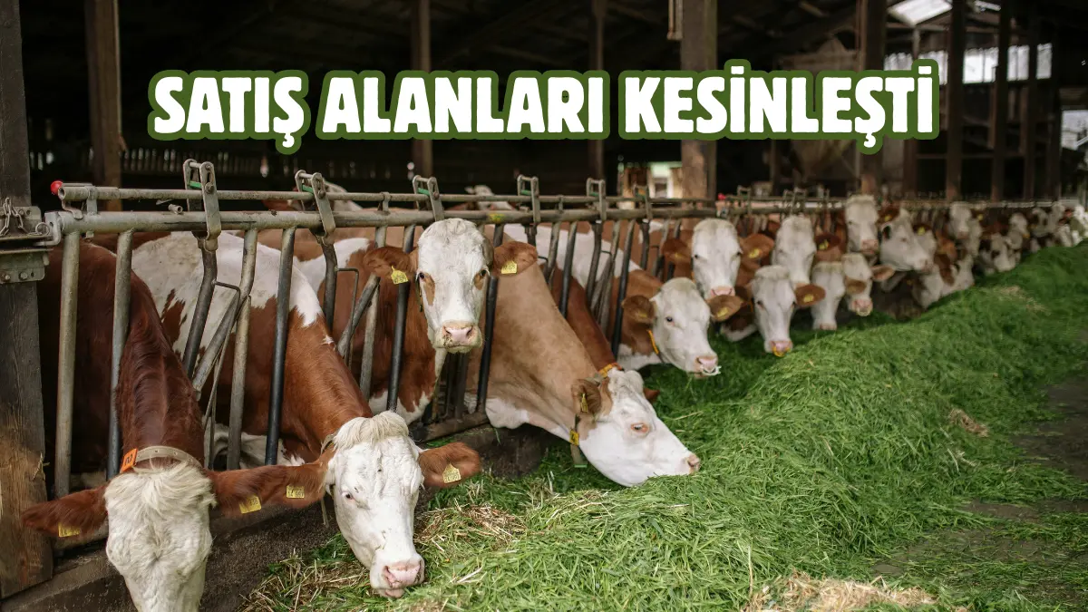 Sincan Belediyesi, yaklaşan Kurban Bayramı dolayısıyla hazırlıklarını sürdürüyor. Bu kapsamda,