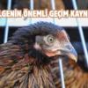 Van’da üreticilere Yarka cinsi tavuk dağıtıldı