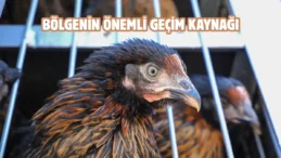 Van’da üreticilere Yarka cinsi tavuk dağıtıldı