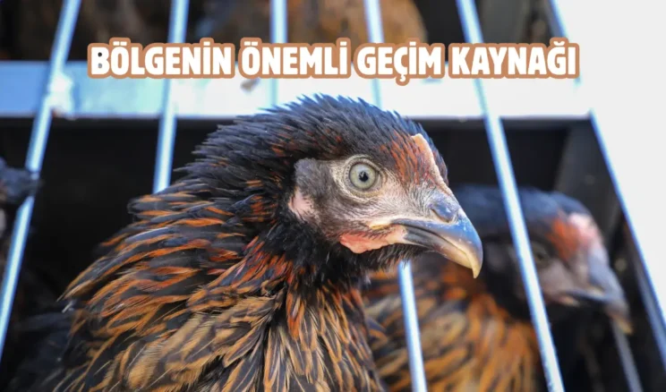 Van’da üreticilere Yarka cinsi tavuk dağıtıldı