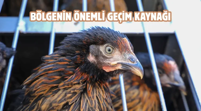 Van’da üreticilere Yarka cinsi tavuk dağıtıldı
