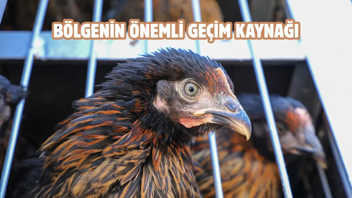 Van Büyükşehir Belediyesi ‘Kümes Hayvancılığını Geliştirme’ projesi kapsamında üreticilere 23
