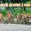 Bursa Hayvanat Bahçesi’nde yavru alageyik heyecanı