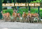 Bursa Hayvanat Bahçesi’nde yavru alageyik heyecanı