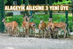 Bursa Hayvanat Bahçesi’nde yavru alageyik heyecanı