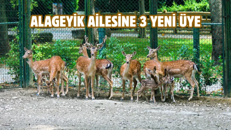 Bursa Hayvanat Bahçesi’nde yavru alageyik heyecanı