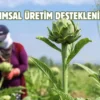 Bursa’nın tescilli lezzetinde hasat zamanı