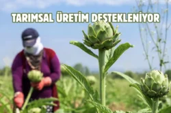 Bursa’nın tescilli lezzetinde hasat zamanı