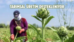 Bursa’nın tescilli lezzetinde hasat zamanı
