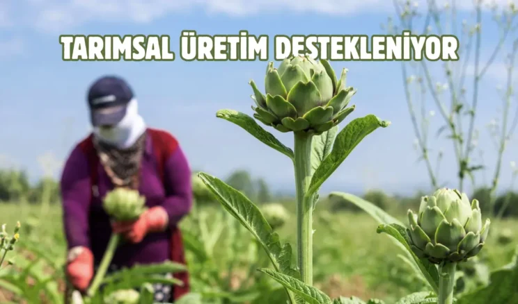 Bursa’nın tescilli lezzetinde hasat zamanı