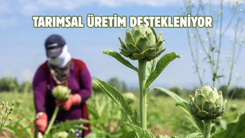 Bursa’nın tescilli lezzetinde hasat zamanı