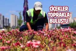Diyarbakır’da 500 bin Çin karanfili üretildi