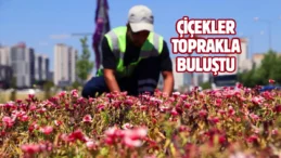 Diyarbakır’da 500 bin Çin karanfili üretildi