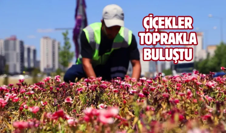 Diyarbakır’da 500 bin Çin karanfili üretildi