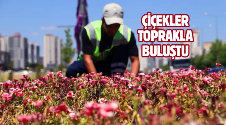 Diyarbakır’da 500 bin Çin karanfili üretildi