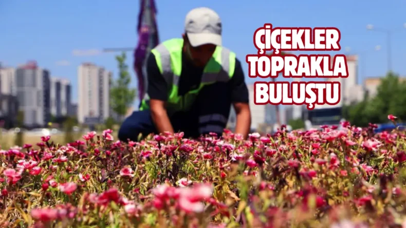 Diyarbakır’da 500 bin Çin karanfili üretildi