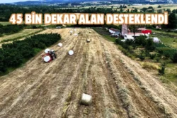 Kocaeli’de süt otu hasadı başladı