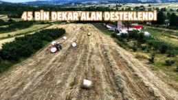 Kocaeli’de süt otu hasadı başladı