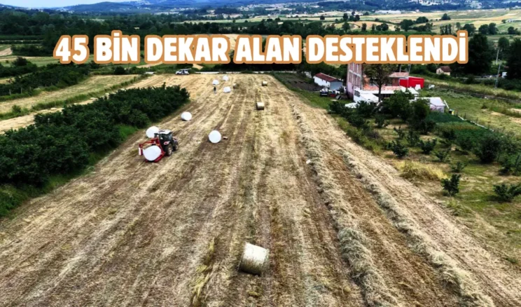 Kocaeli’de süt otu hasadı başladı