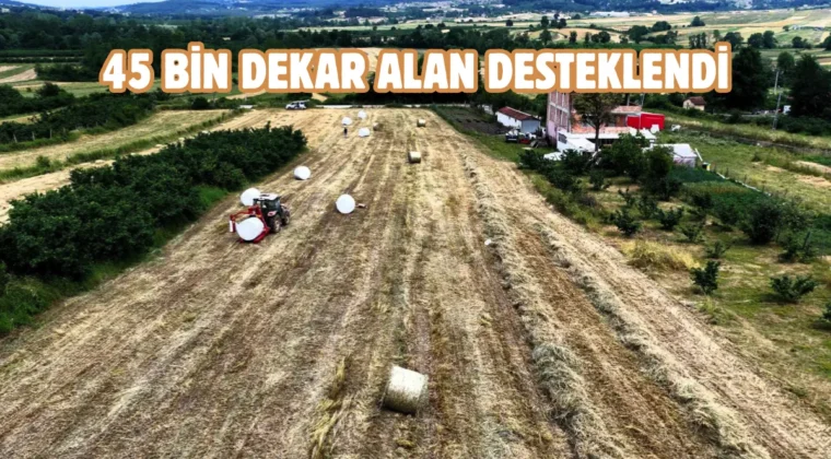 Kocaeli’de süt otu hasadı başladı